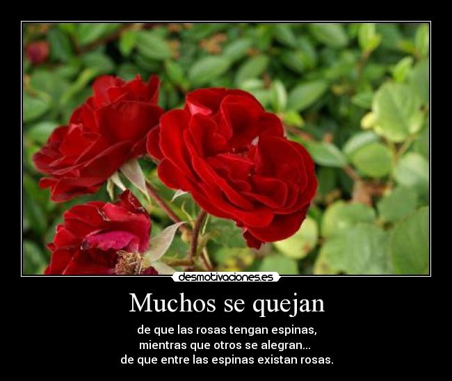 Muchos se quejan - de que las rosas tengan espinas,
mientras que otros se alegran...
de que entre las espinas existan rosas.