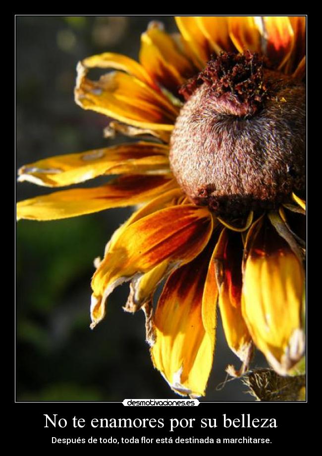 No te enamores por su belleza -