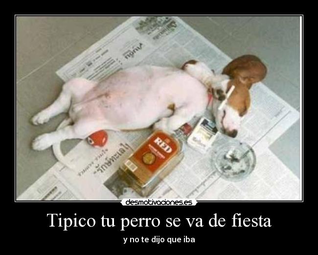 Tipico tu perro se va de fiesta - y no te dijo que iba