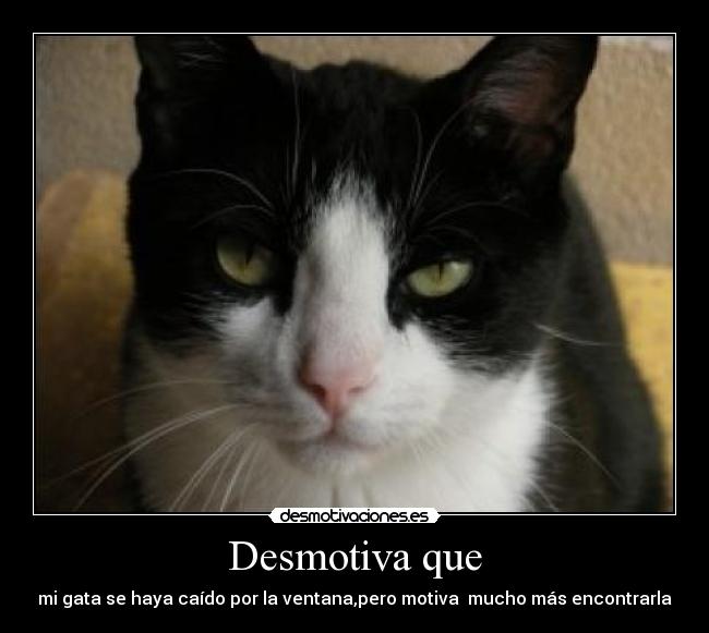 Desmotiva que - mi gata se haya caído por la ventana,pero motiva mucho más encontrarla