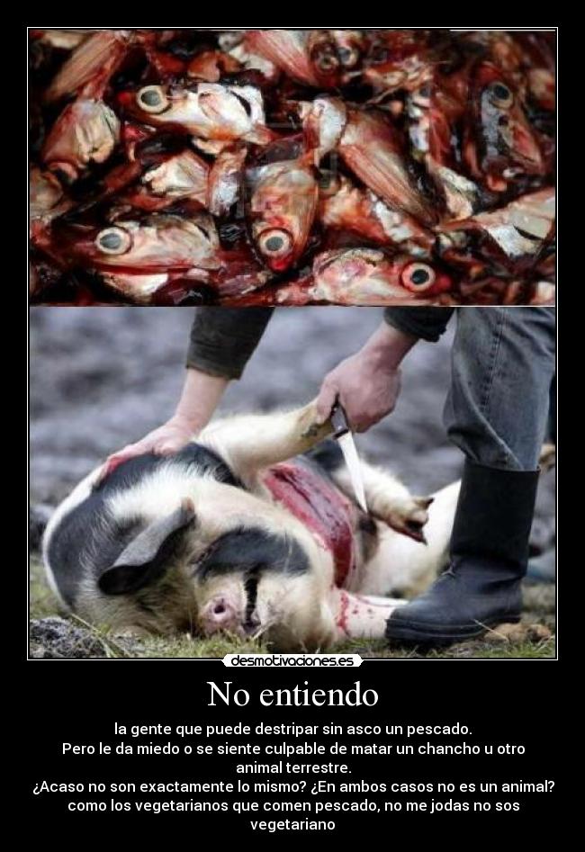 No entiendo - la gente que puede destripar sin asco un pescado.
Pero le da miedo o se siente culpable de matar un chancho u otro animal terrestre.
¿Acaso no son exactamente lo mismo? ¿En ambos casos no es un animal?
como los vegetarianos que comen pescado, no me jodas no sos vegetariano
