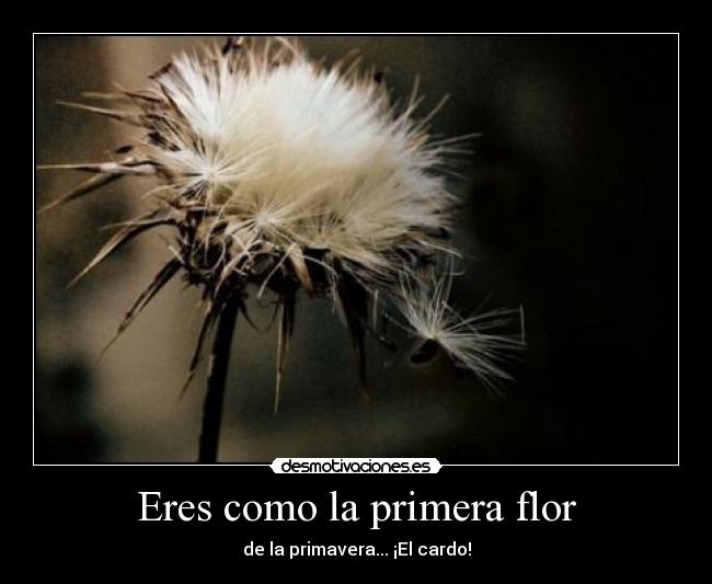 Eres como la primera flor - 