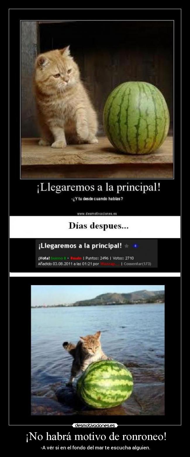 ¡No habrá motivo de ronroneo! - 