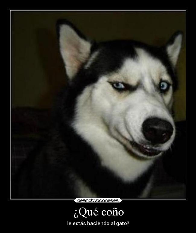 ¿Qué coño - le estás haciendo al gato?