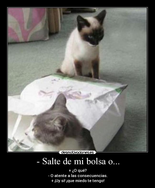 carteles gatos desmotivaciones