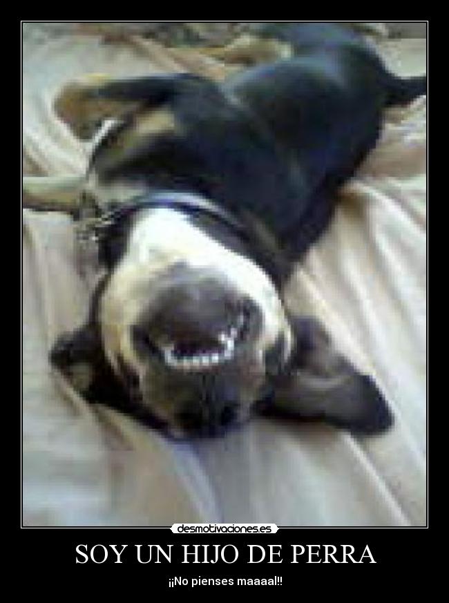 SOY UN HIJO DE PERRA - 