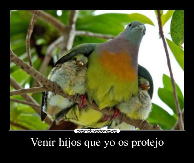 Venir hijos que yo os protejo - 