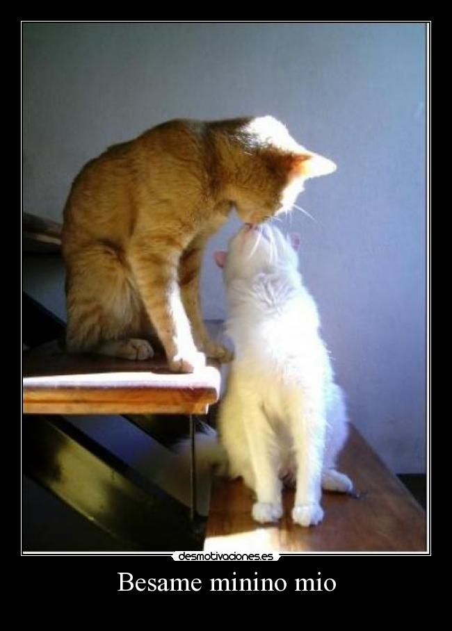 Besame minino mio - 