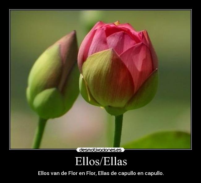Ellos/Ellas - 