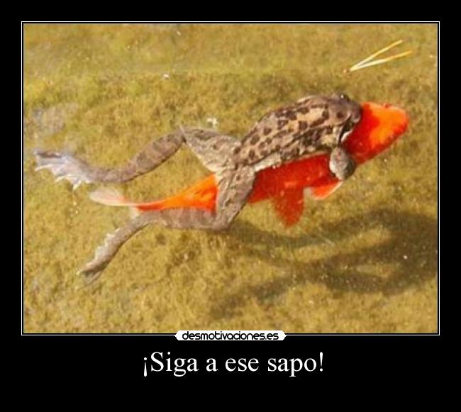 ¡Siga a ese sapo! - 