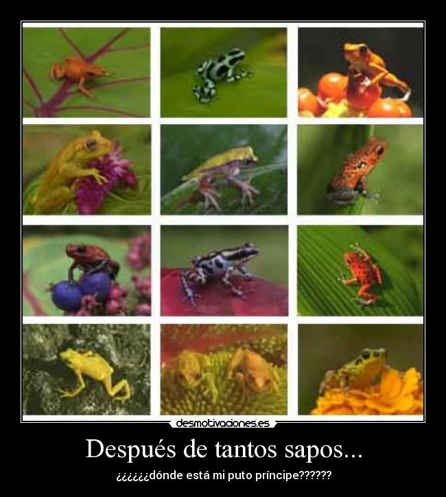 Después de tantos sapos... - 