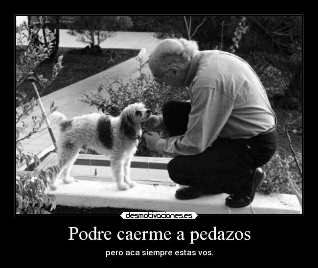 carteles perro desmotivaciones