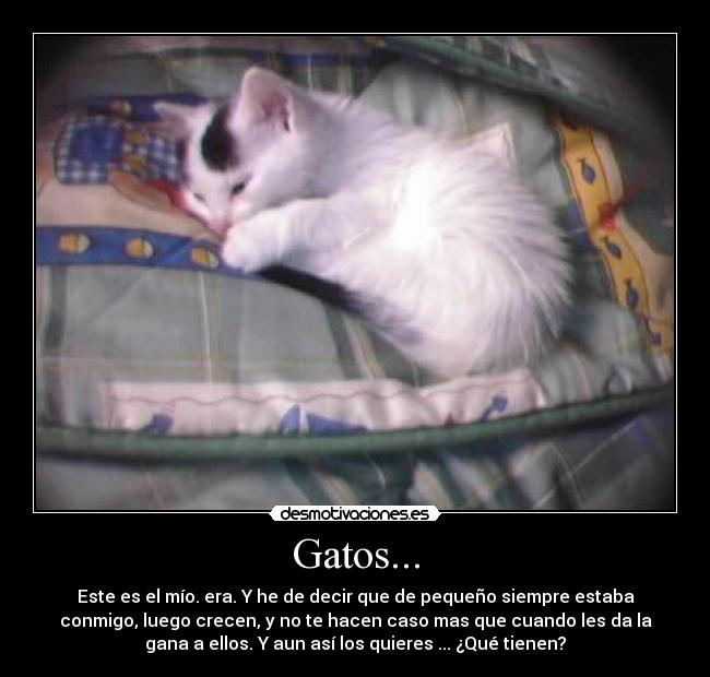 Gatos... - Este es el mío. era. Y he de decir que de pequeño siempre estaba
conmigo, luego crecen, y no te hacen caso mas que cuando les da la
gana a ellos. Y aun así los quieres ... ¿Qué tienen?