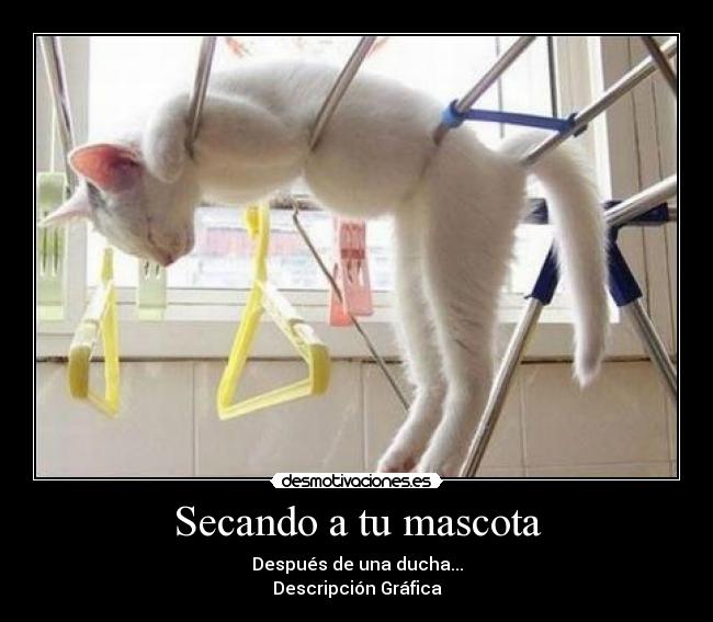 Secando a tu mascota - Después de una ducha...
Descripción Gráfica