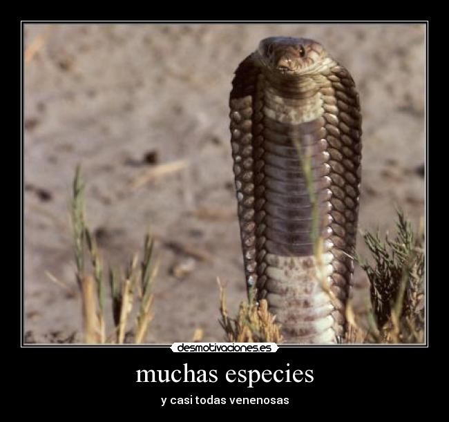 muchas especies - y casi todas venenosas