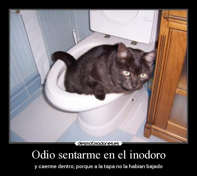 Odio sentarme en el inodoro - y caerme dentro, porque a la tapa no la habian bajado