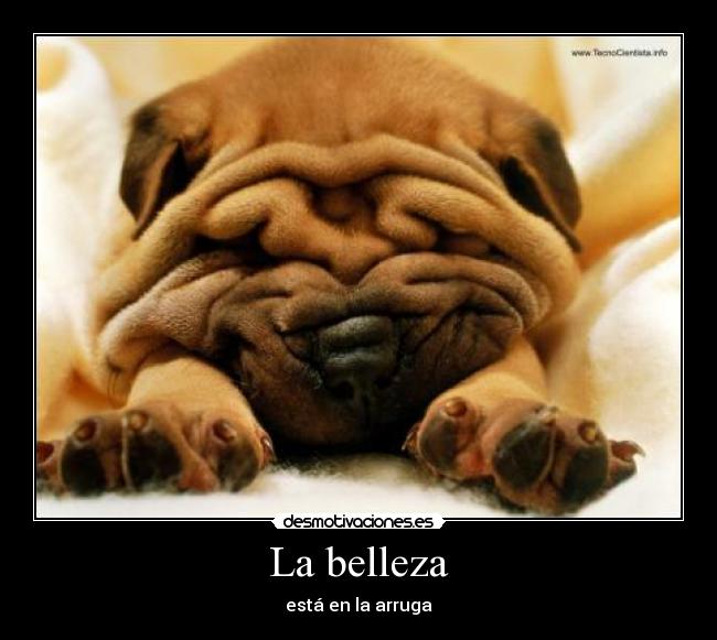 carteles belleza shar pei vejez arruga desmotivaciones