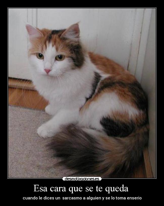 Esa cara que se te queda - cuando le dices un sarcasmo a alguien y se lo toma enserio