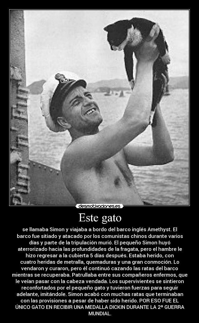 Este gato - se llamaba Simon y viajaba a bordo del barco inglés Amethyst. El
barco fue sitiado y atacado por los comunistas chinos durante varios
días y parte de la tripulación murió. El pequeño Simon huyó
aterrorizado hacia las profundidades de la fragata, pero el hambre le
hizo regresar a la cubierta 5 días después. Estaba herido, con
cuatro heridas de metralla, quemaduras y una gran conmoción. Lo
vendaron y curaron, pero él continuó cazando las ratas del barco
mientras se recuperaba. Patrullaba entre sus compañeros enfermos, que
le veían pasar con la cabeza vendada. Los supervivientes se sintieron
reconfortados por el pequeño gato y tuvieron fuerzas para seguir
adelante, imitándole. Simon acabó con muchas ratas que terminaban
con las provisiones a pesar de haber sido herido. POR ESO FUE EL
ÚNICO GATO EN RECIBIR UNA MEDALLA DICKIN DURANTE LA 2º GUERRA
MUNDIAL.