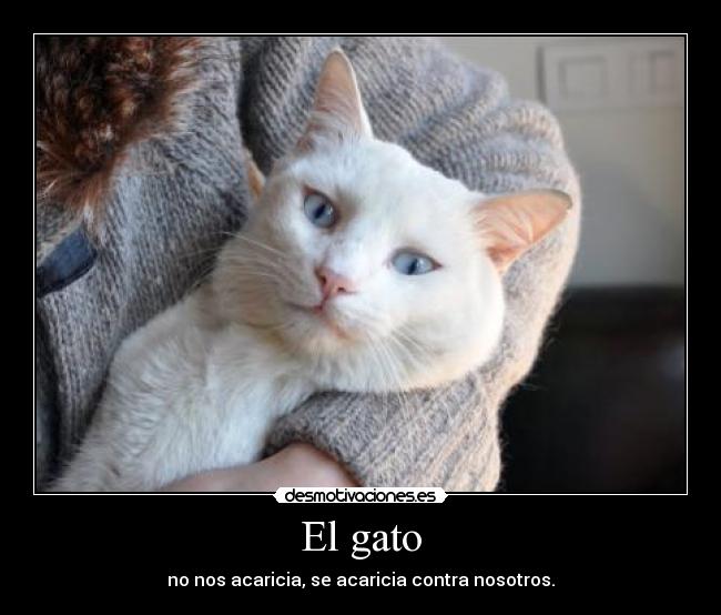 El gato - 