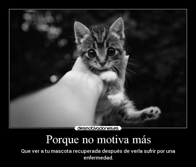 Porque no motiva más - Que ver a tu mascota recuperada después de verla sufrir por una enfermedad.