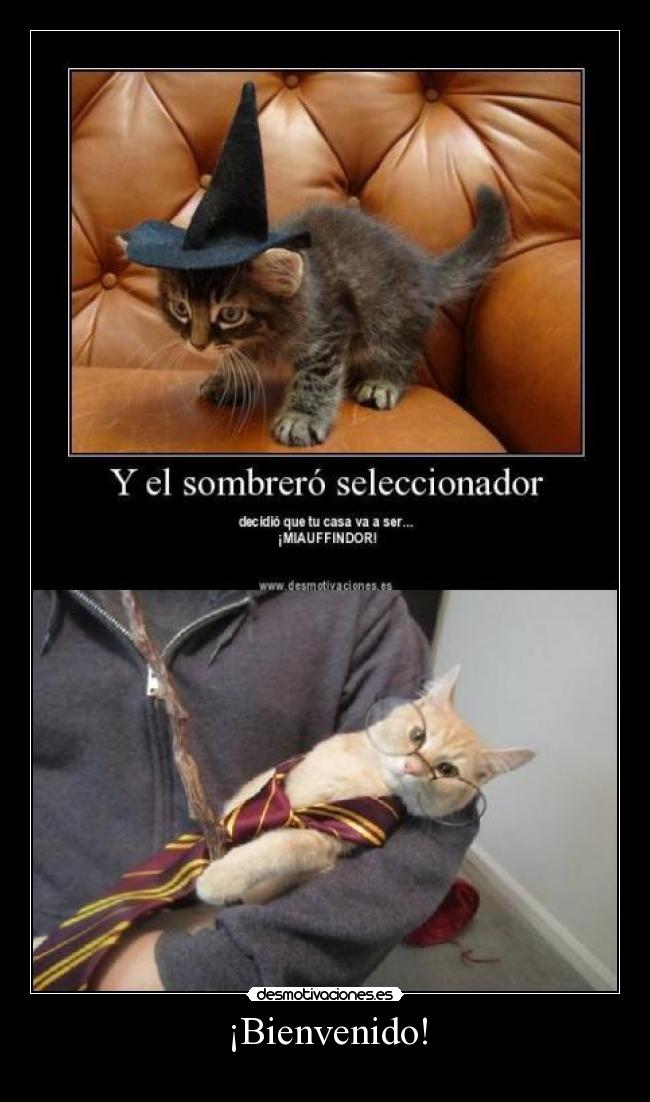 carteles harry potter miau miauffindor gatos desmotivaciones