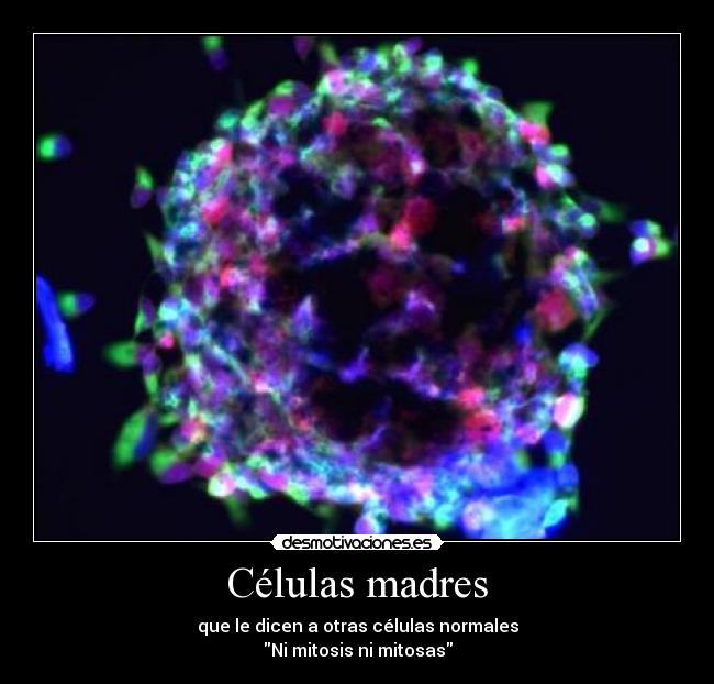Células madres - que le dicen a otras células normales
Ni mitosis ni mitosas