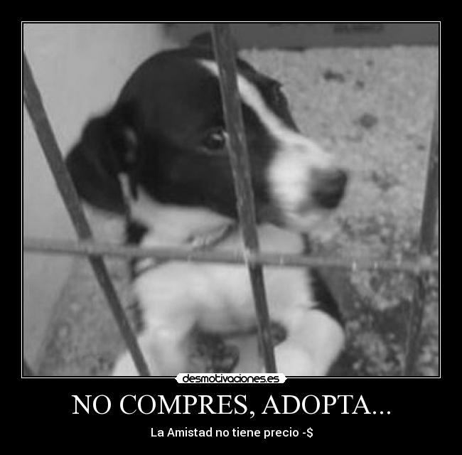 NO COMPRES, ADOPTA... -