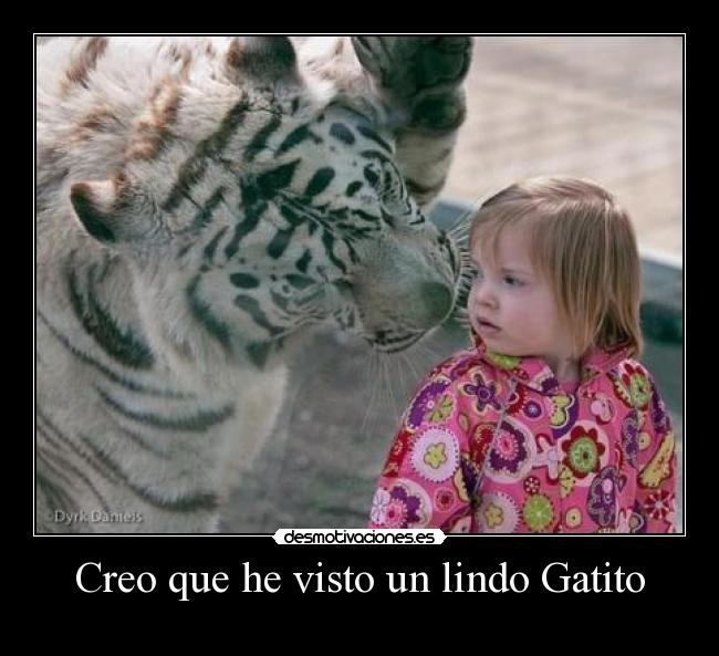 Creo que he visto un lindo Gatito -