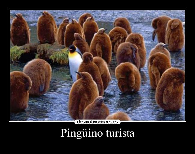 Pingüino turista -