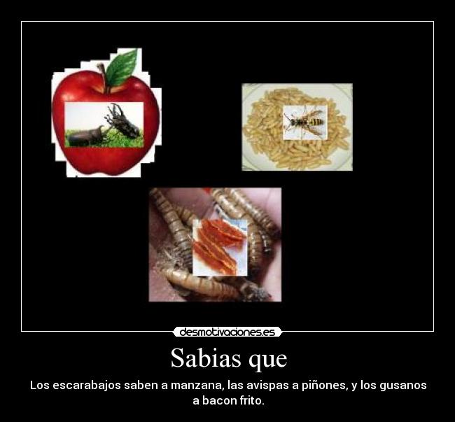 Sabias que - Los escarabajos saben a manzana, las avispas a piñones, y los gusanos
a bacon frito.
