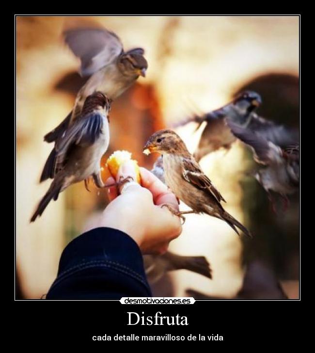 Disfruta -