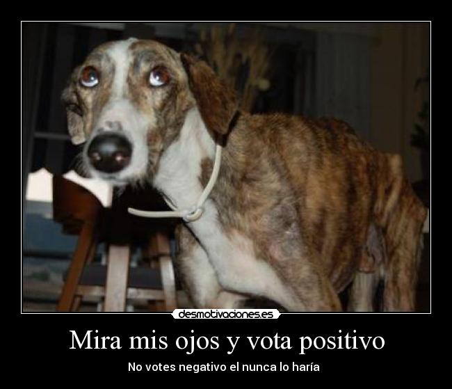 carteles galgo trizte desmotivaciones