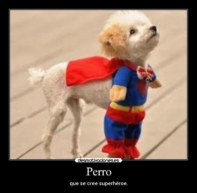 Perro -