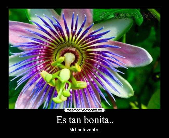 Es tan bonita.. - 
