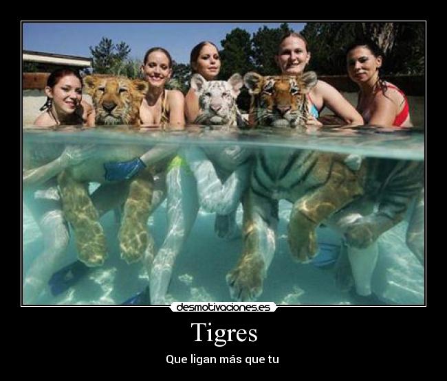 Tigres -