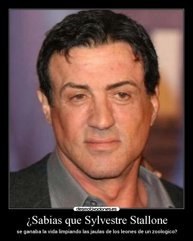 ¿Sabias que Sylvestre Stallone - se ganaba la vida limpiando las jaulas de los leones de un zoologico?