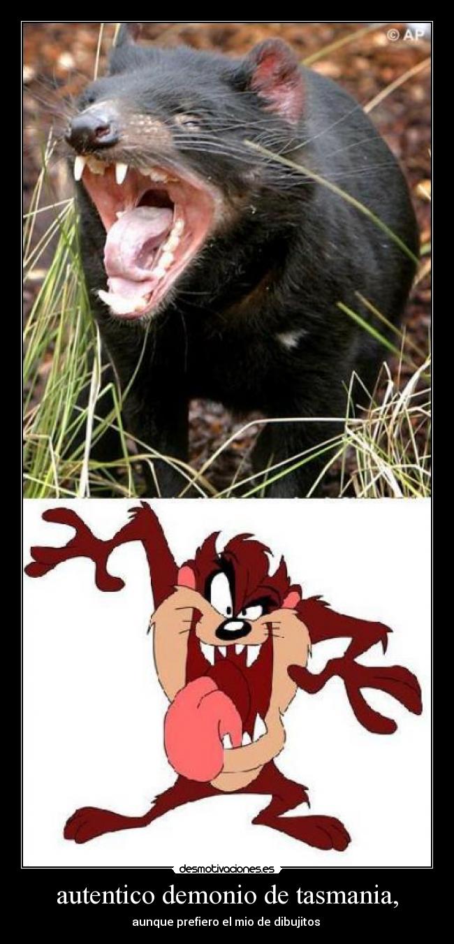 autentico demonio de tasmania, - aunque prefiero el mio de dibujitos