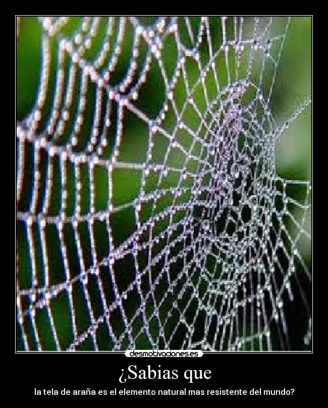 ¿Sabias que - la tela de araña es el elemento natural mas resistente del mundo?