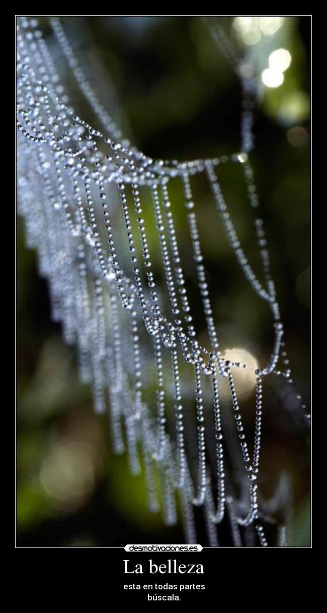 La belleza - esta en todas partes
búscala.