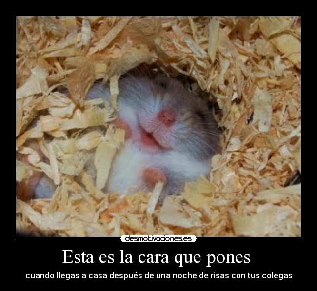Esta es la cara que pones - cuando llegas a casa después de una noche de risas con tus colegas