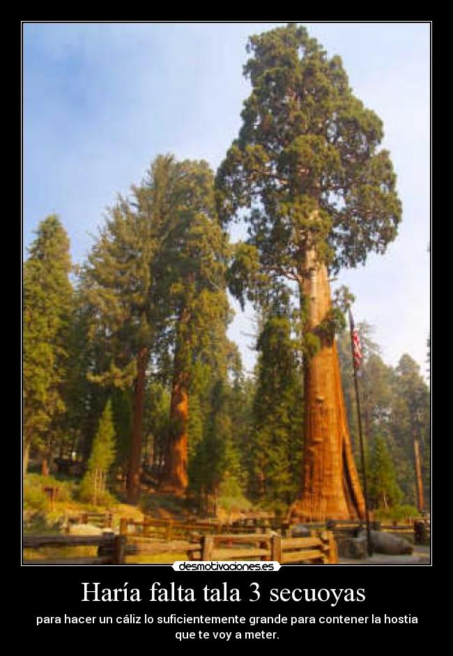 Haría falta tala 3 secuoyas  - para hacer un cáliz lo suficientemente grande para contener la hostia
que te voy a meter.