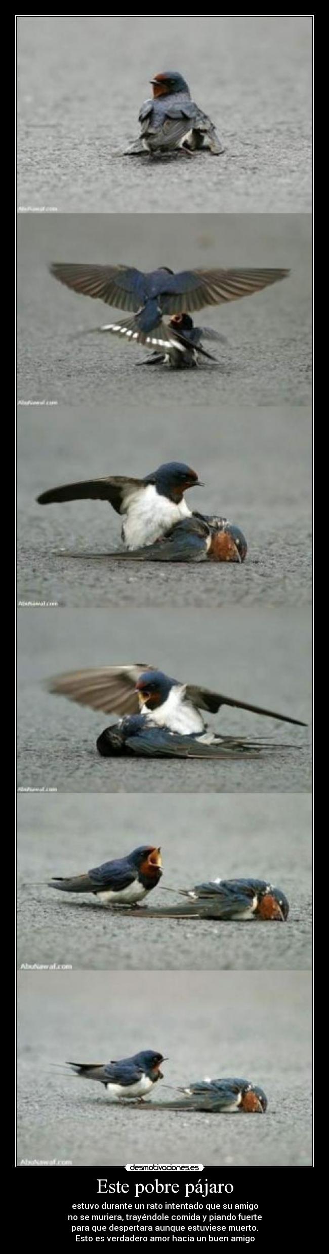 Este pobre pájaro - estuvo durante un rato intentado que su amigo
no se muriera, trayéndole comida y piando fuerte
para que despertara aunque estuviese muerto.
Esto es verdadero amor hacia un buen amigo