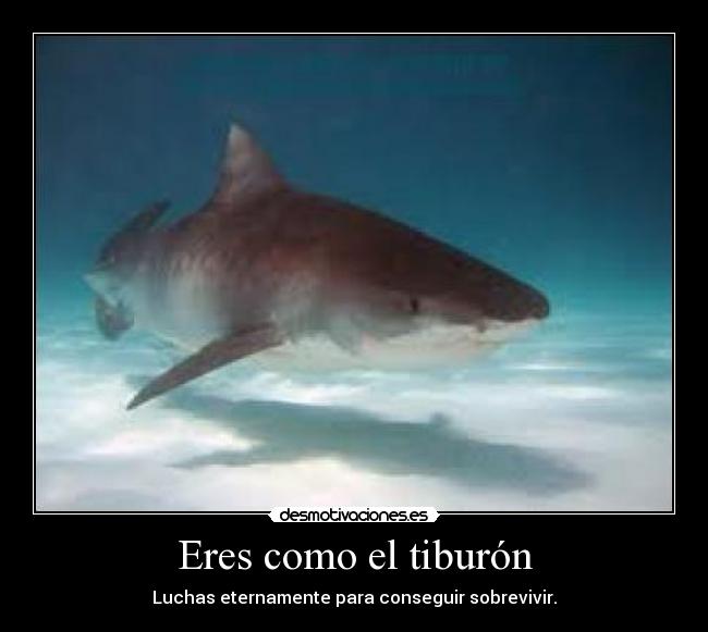 carteles tiburon desmotivaciones
