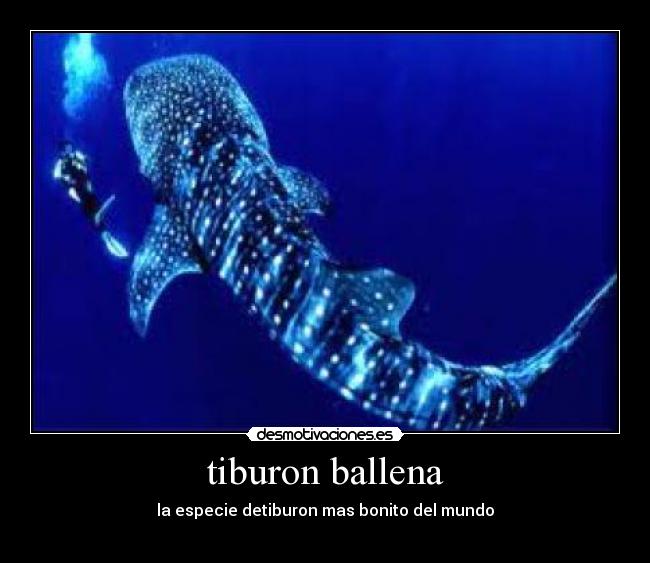 tiburon ballena - la especie detiburon mas bonito del mundo
