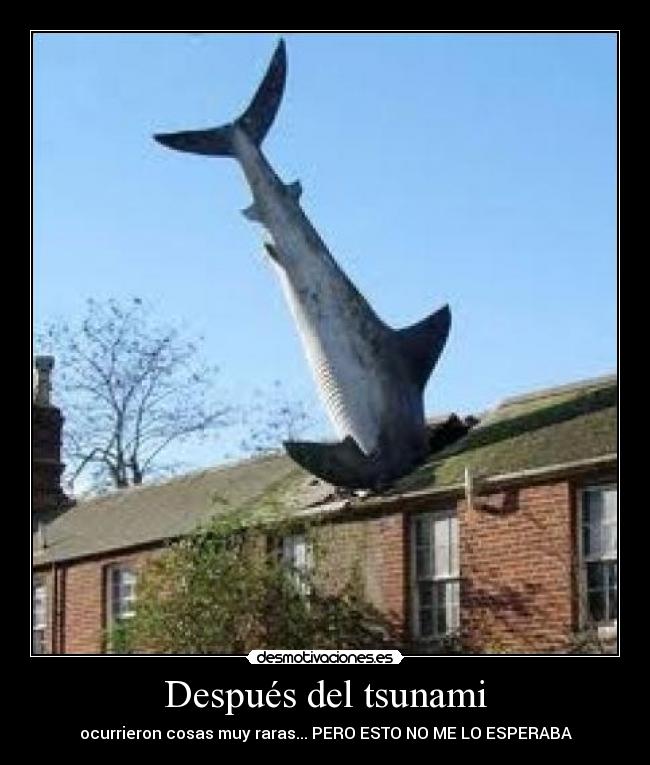 carteles tiburon tieso encontrado tejado devolverdlo mar desmotivaciones