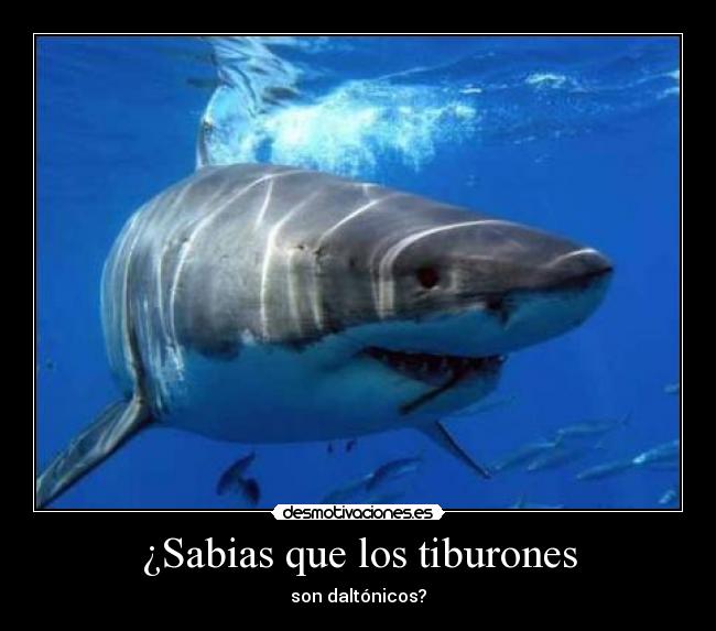 ¿Sabias que los tiburones -