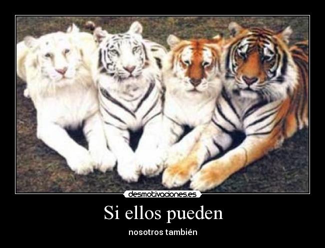 Si ellos pueden - nosotros también