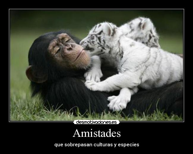 Amistades - que sobrepasan culturas y especies