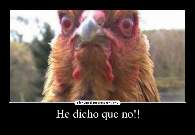 carteles gallo enfado desmotivaciones